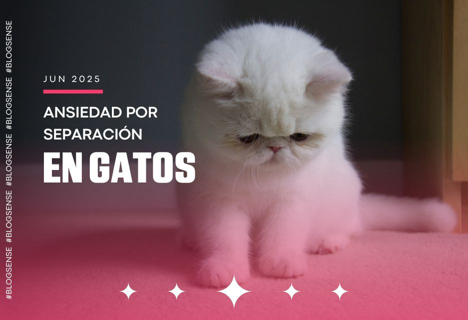 Ansiedad por separación en gatos